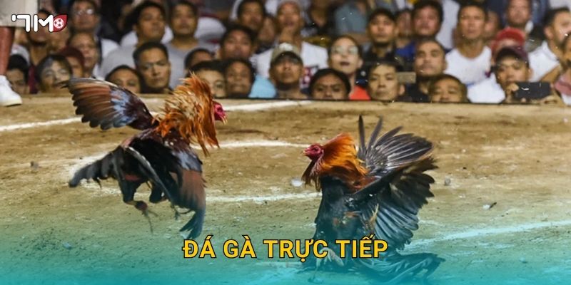 Đá Gà Trực Tiếp 7M – Trải Nghiệm Cá Cược Hấp Dẫn Mỗi Ngày 1 Đá Gà Trực Tiếp 7M – Trải Nghiệm Cá Cược Hấp Dẫn Mỗi Ngày