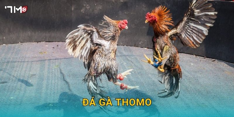 Đá Gà Thomo 7M – Khám Phá Sân Chơi Hấp Dẫn Và Cược Thắng Lớn 12 Đá Gà Thomo 7M – Khám Phá Sân Chơi Hấp Dẫn Và Cược Thắng Lớn
