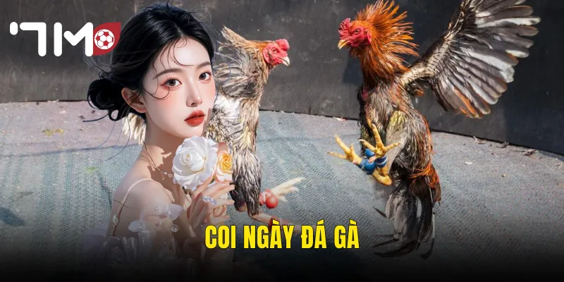 Coi Ngày Đá Gà – Chọn Giờ Hoàng Đạo Để Thắng Lớn Cùng 7m 1 coi ngày đá gà