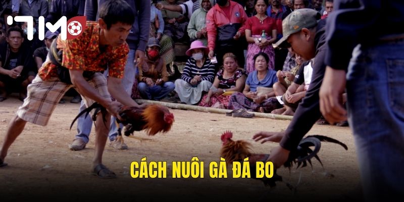 Cách Nuôi Gà Đá Bo – Hành Trình Tạo Ra Chiến Kê Bất Bại Tại 7m 1 cách nuôi gà đá bo