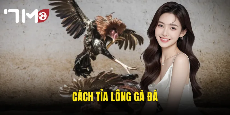 Cách Tỉa Lông Gà Đá – Nghệ Thuật Chăm Sóc Giúp Gà Sung Sức Vào Sới 7m 1 cách tỉa lông gà đá